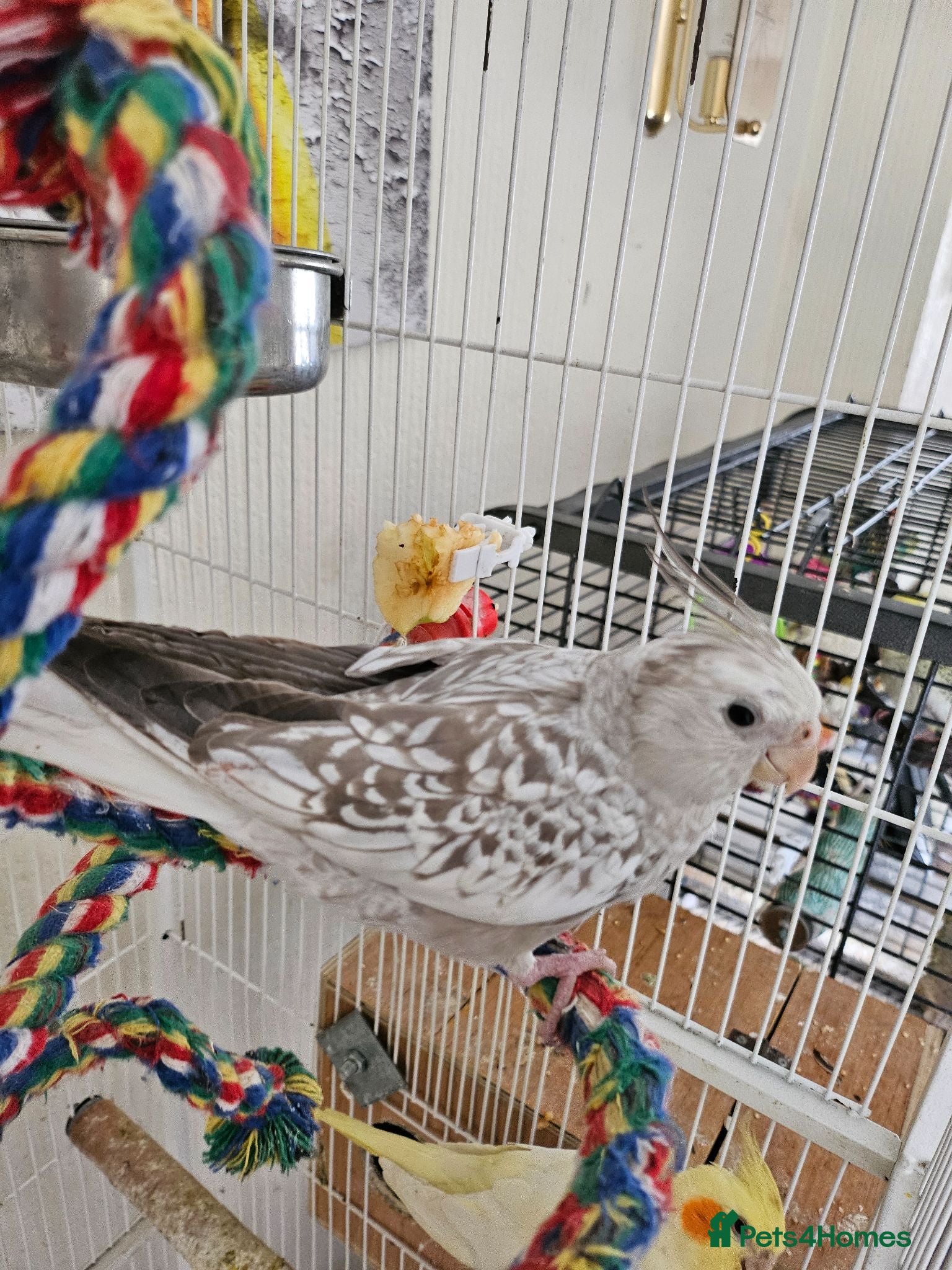 Cockatiels birds Cockatiel chicks hand tame  - Advert 1