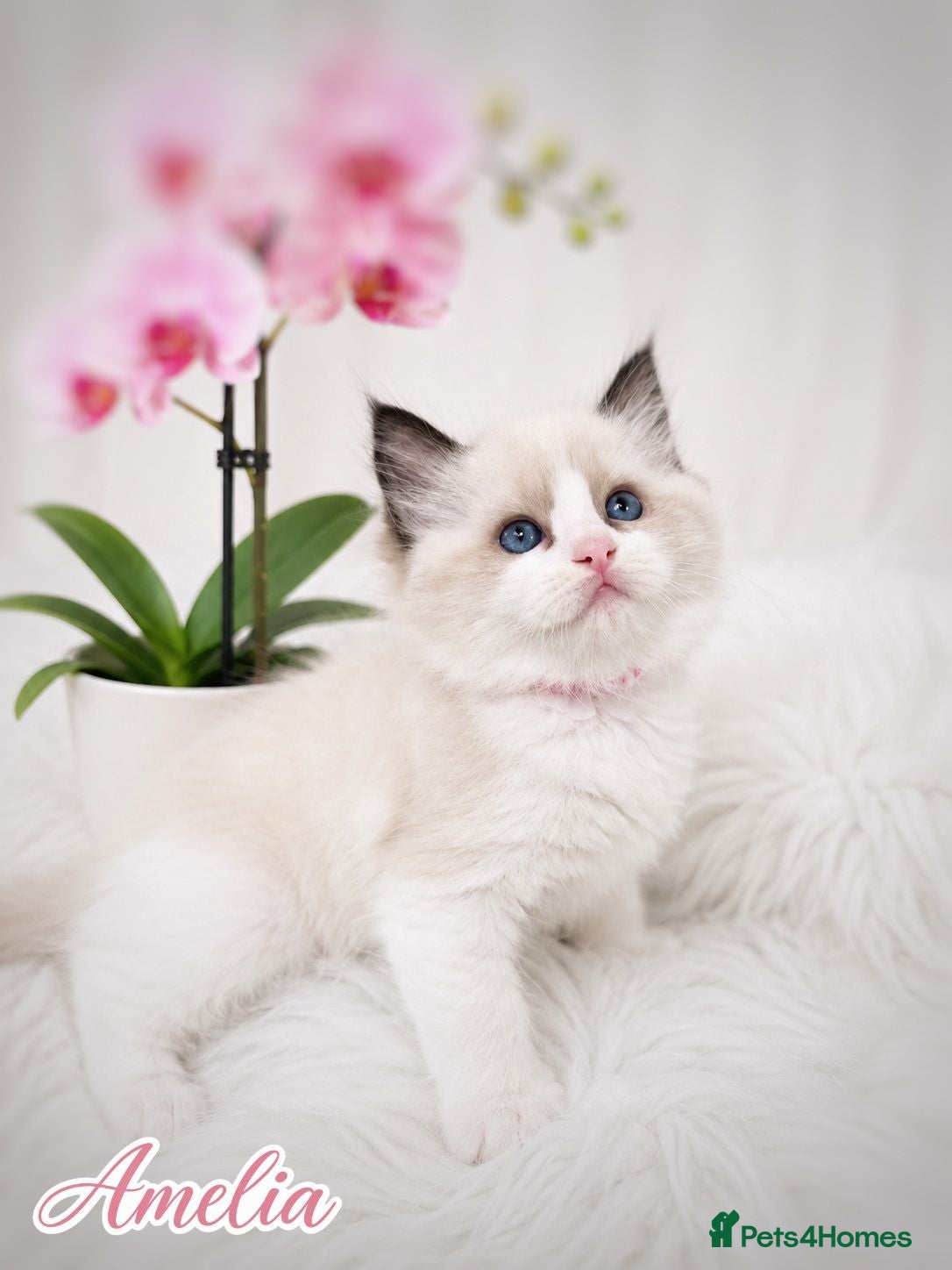 Ragdoll cats 🏆🎖 Premium GCCF Ragdoll Kittens Grand bloodlines - Advert 2