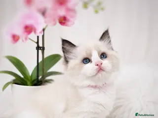 Ragdoll cats 🏆🎖 Premium GCCF Ragdoll Kittens Grand bloodlines - Advert 2