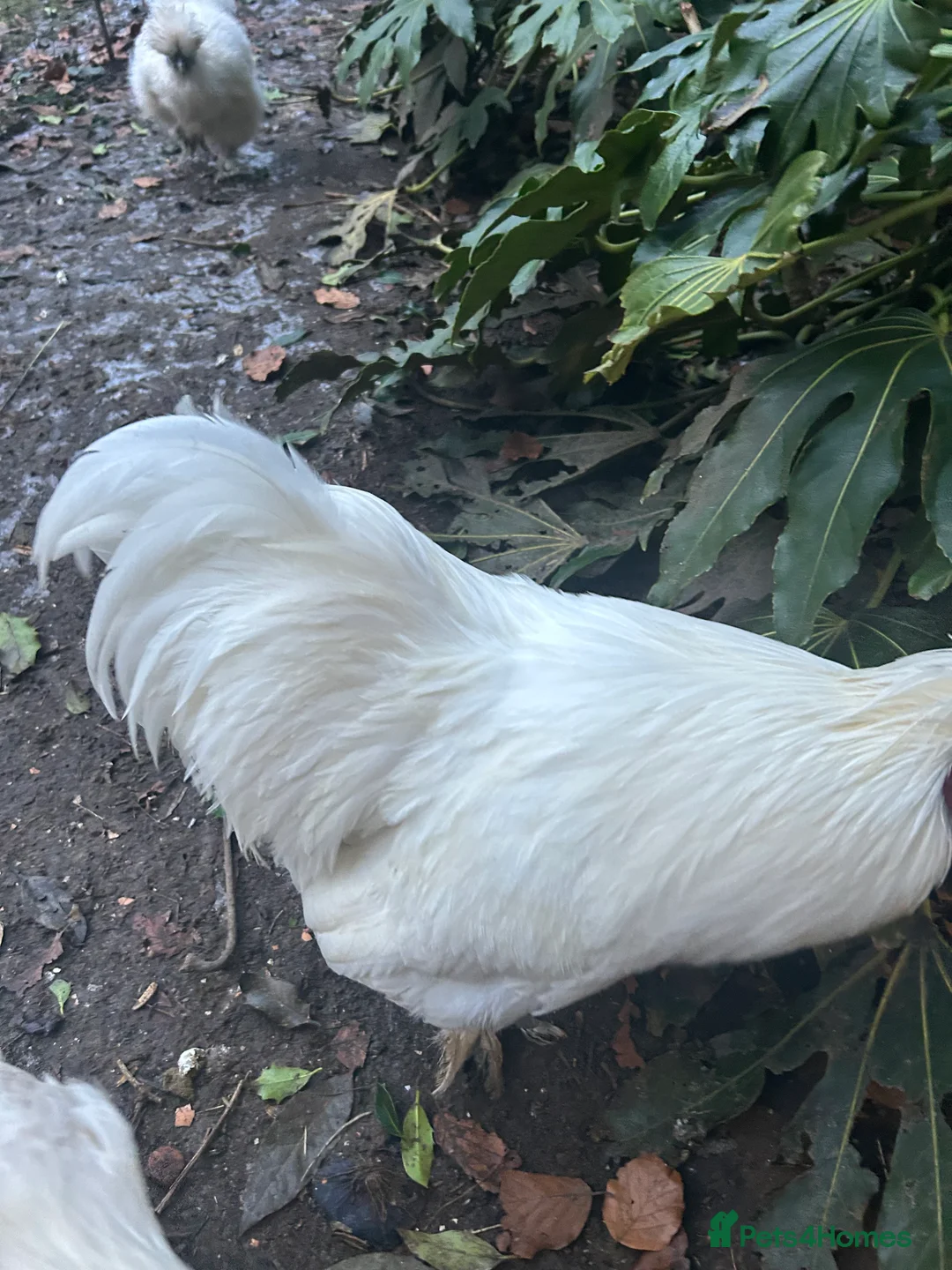 Chickens poultry for sale: Pure white silky male- proven breeder.  - Advert 13