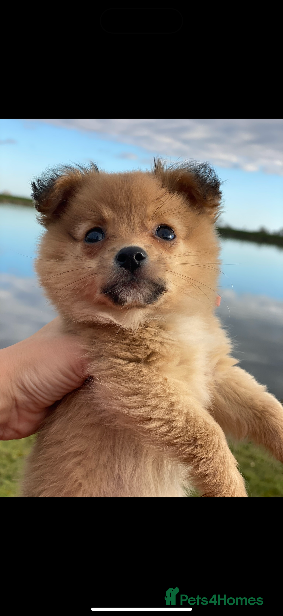 Mixed Breed dogs for sale: Beautiful pups for sale!  - Advert 3