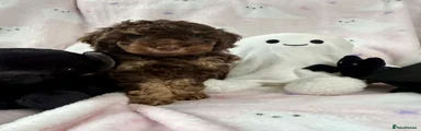 Cavapoo 5