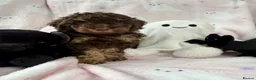 Cavapoo dogs for sale: Lovely health tested Cavapoo pups  - Advert 11