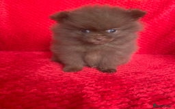 Pomeranian dogs for sale: 3 CHOCOLATE BROWN BEAR POMERANIAN PUPPY’S - Image 19