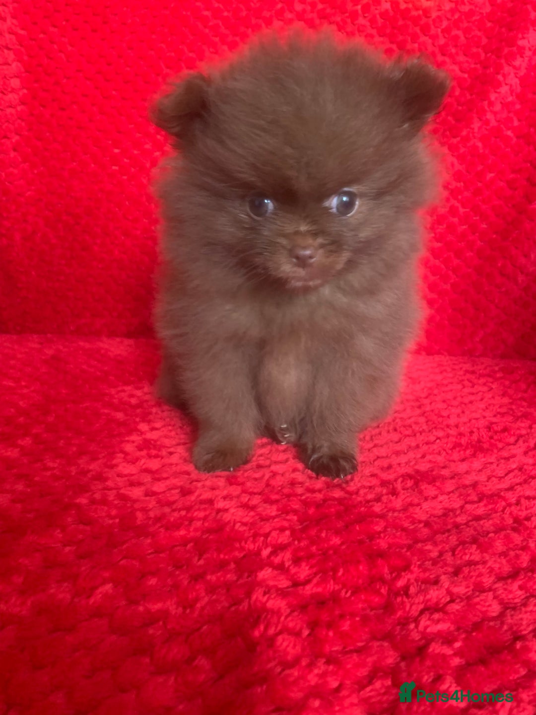 Pomeranian dogs for sale: 3 CHOCOLATE BROWN BEAR POMERANIAN PUPPY’S - Image 19