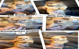 Pomeranian dogs for sale: Pomeranian pups available  - Image 1