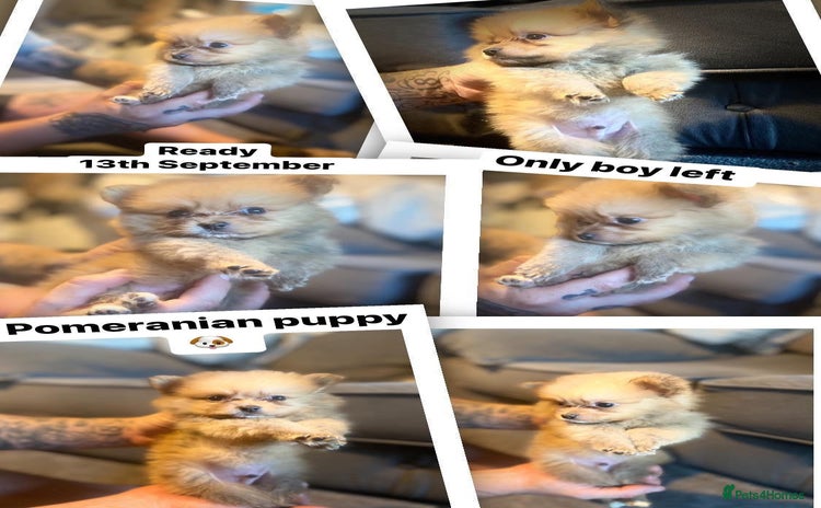 Pomeranian dogs - Advert 11