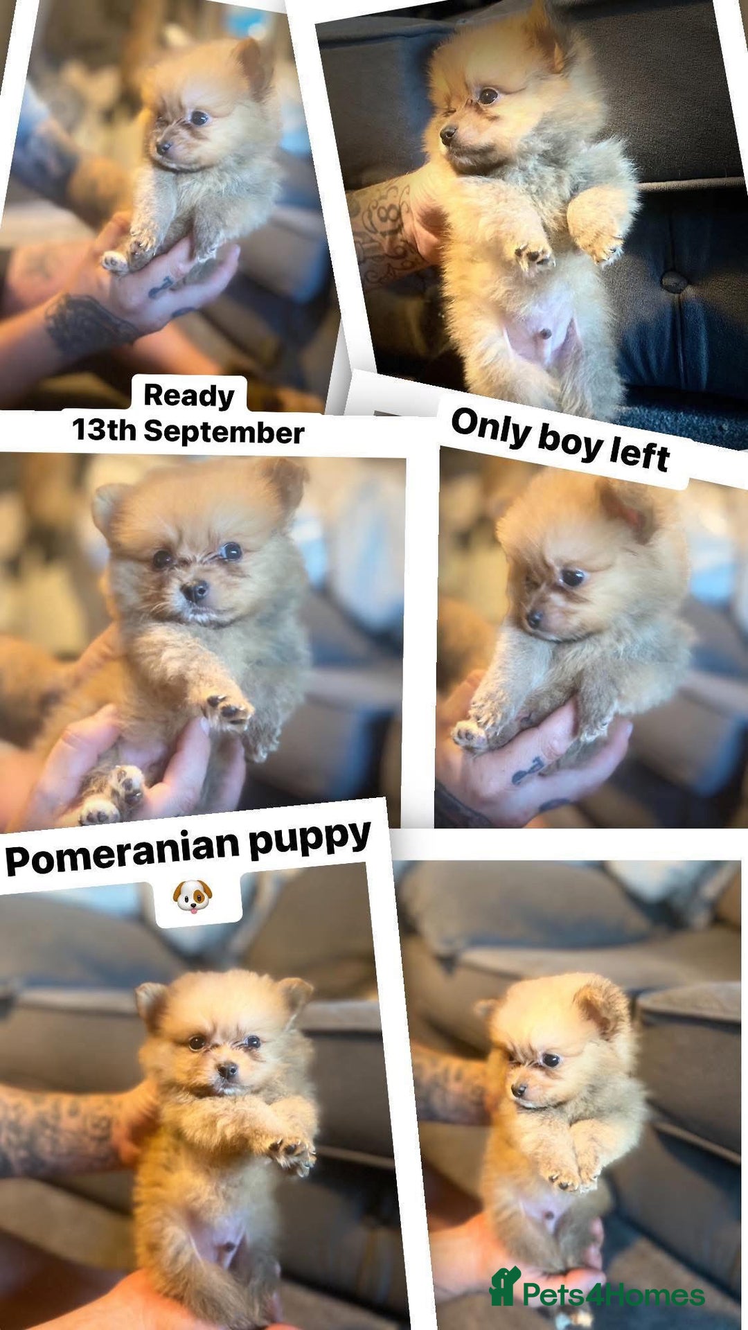 Pomeranian dogs for sale: Pomeranian pups available  - Image 1