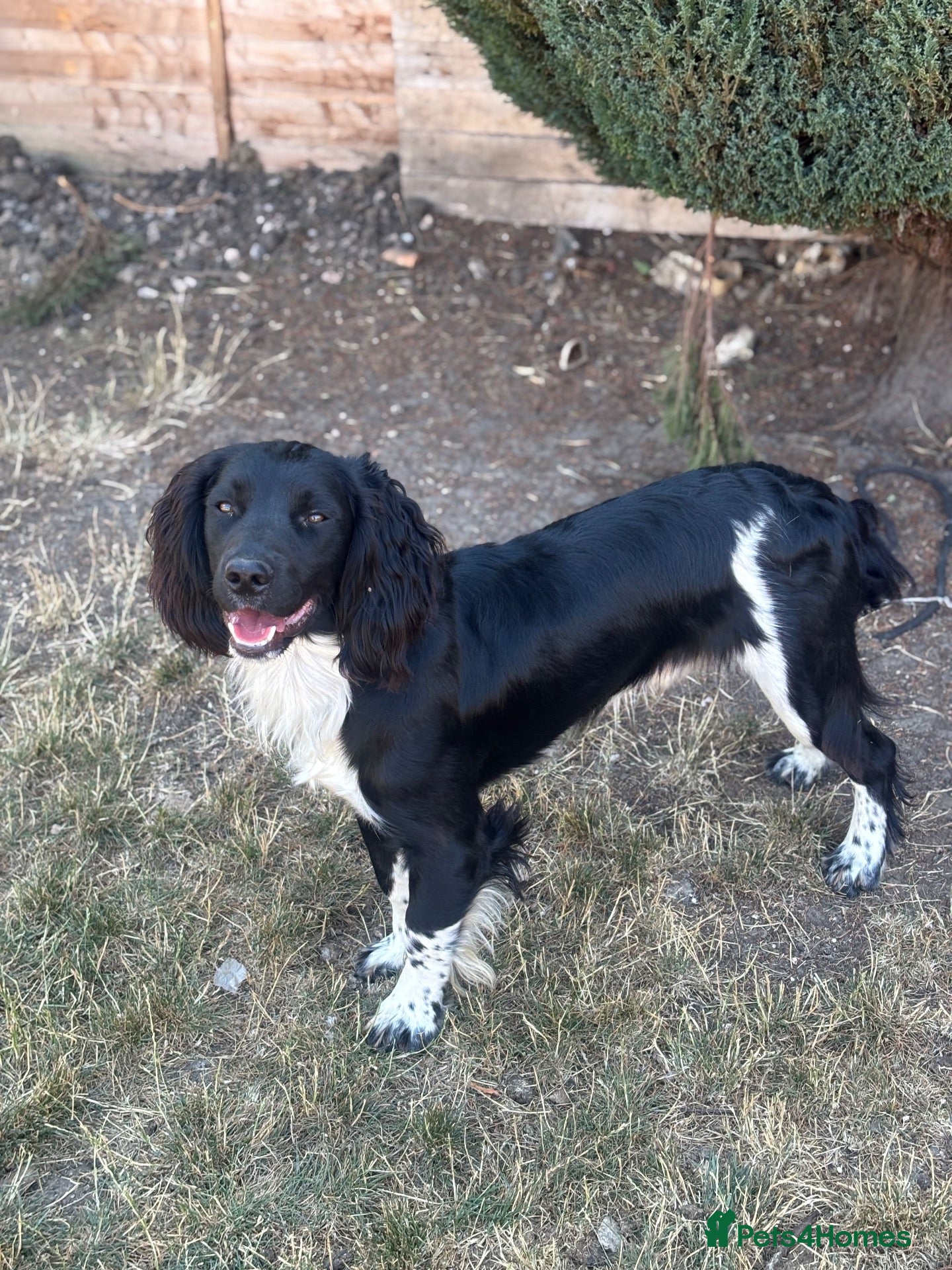 English Springer Spaniel dogs KC health tested springer spaniel at stud - Advert 1