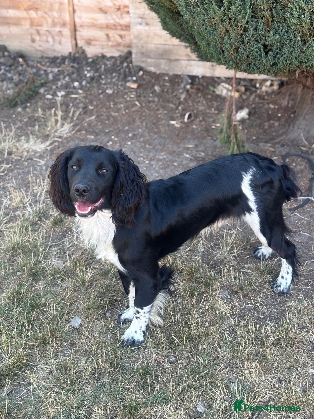 English Springer Spaniel dogs for stud: KC health tested springer spaniel at stud - Advert 1
