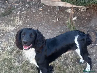 English Springer Spaniel dogs KC fully health tested springer spaniel at stud - Advert 1