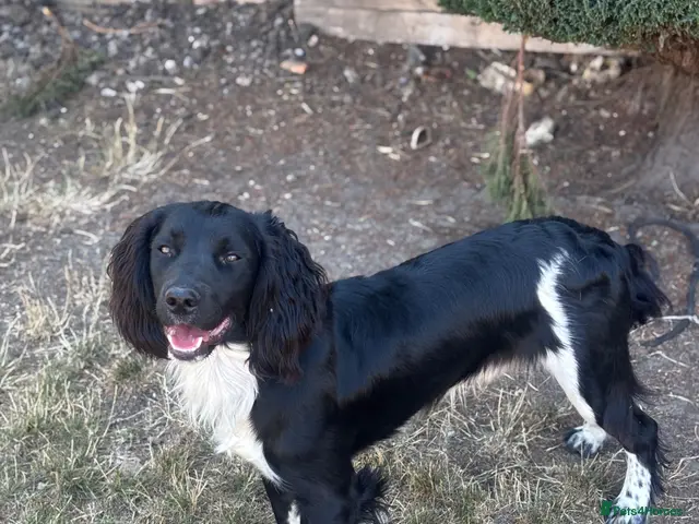 English Springer Spaniel dogs for stud: KC fully health tested springer spaniel at stud - Advert 1