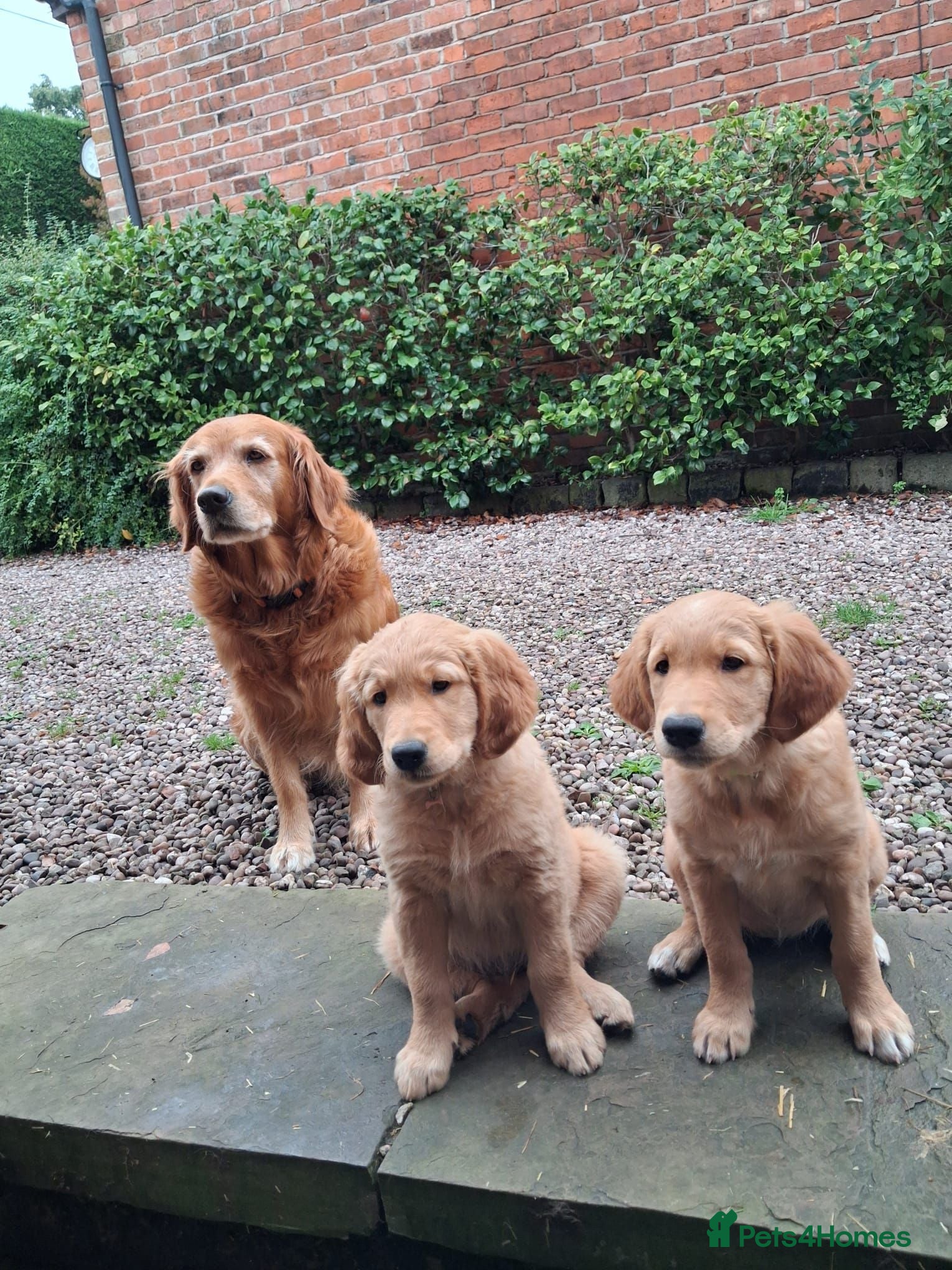 Golden Retriever dogs Golden retriever 2 GIRLS LEFT - Advert 1