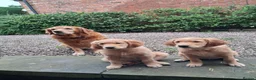 Golden Retriever dogs for sale: Golden retriever 2 GIRLS LEFT - Advert 1