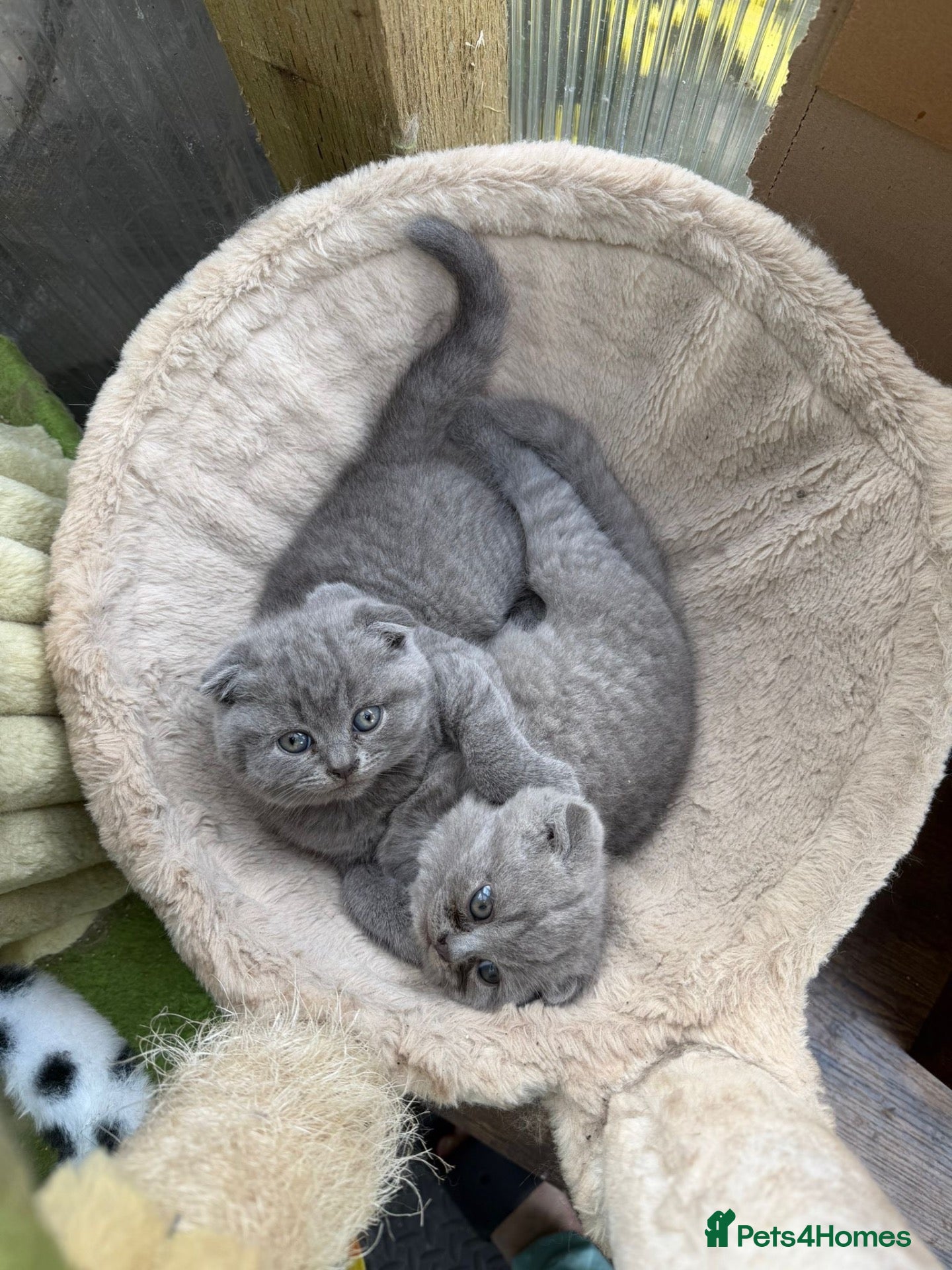 Scottish Fold cats Gorgeous Scottish fold kittens ready to go!! - Advert 1