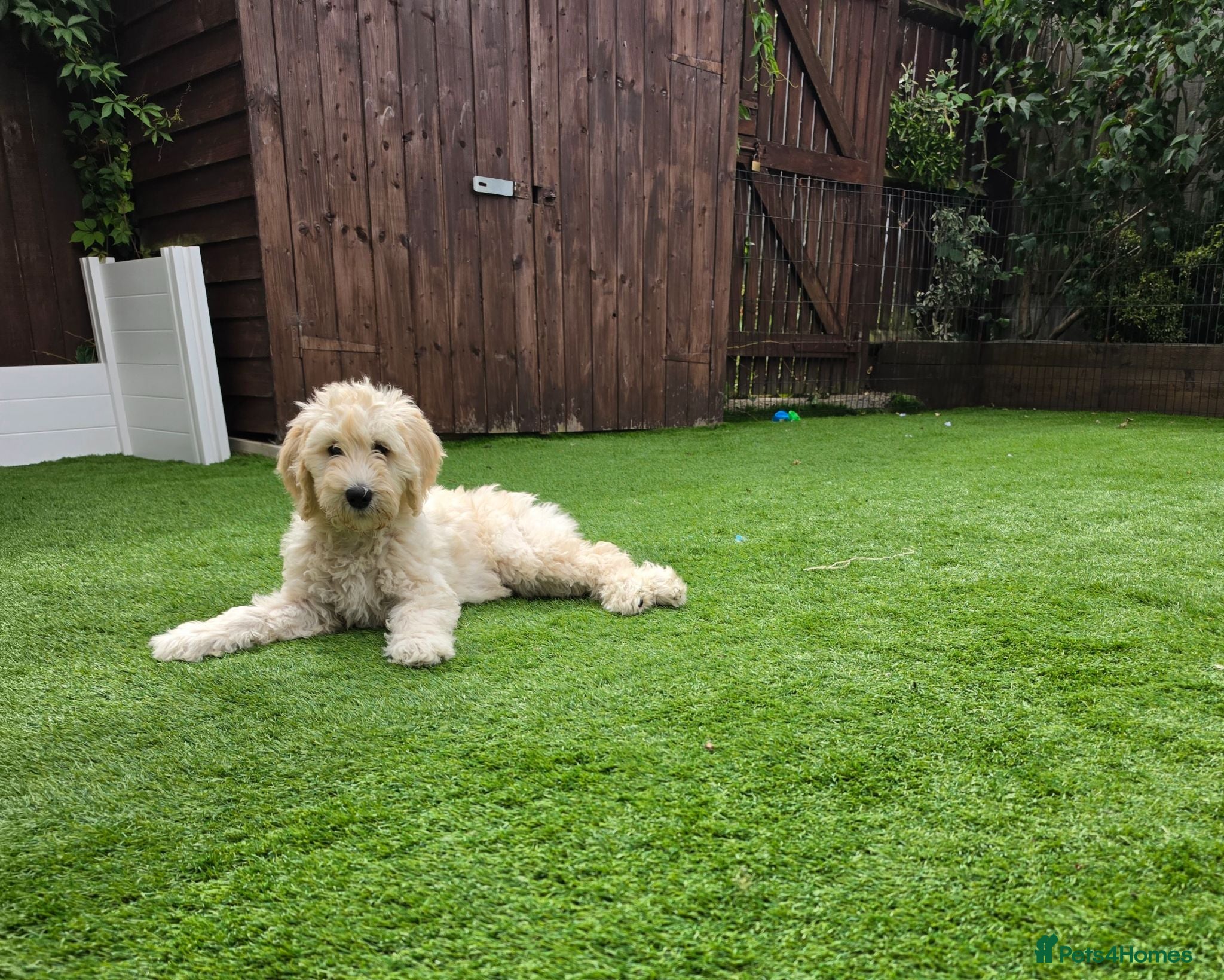 Goldendoodle dogs FB2 Multigeneration Goldendoodle Puppies. - Advert 2
