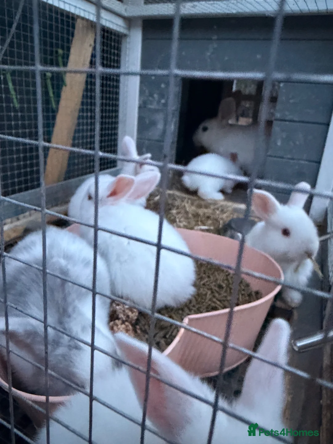 Belgian Hares rabbits for sale: Rabbit  - Advert 5
