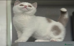 British Shorthair cats for sale: Lilac and white harlequin bsh boy  - Image 3