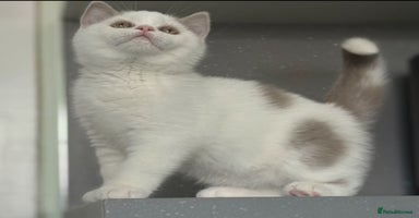 British Shorthair cats - Advert 4