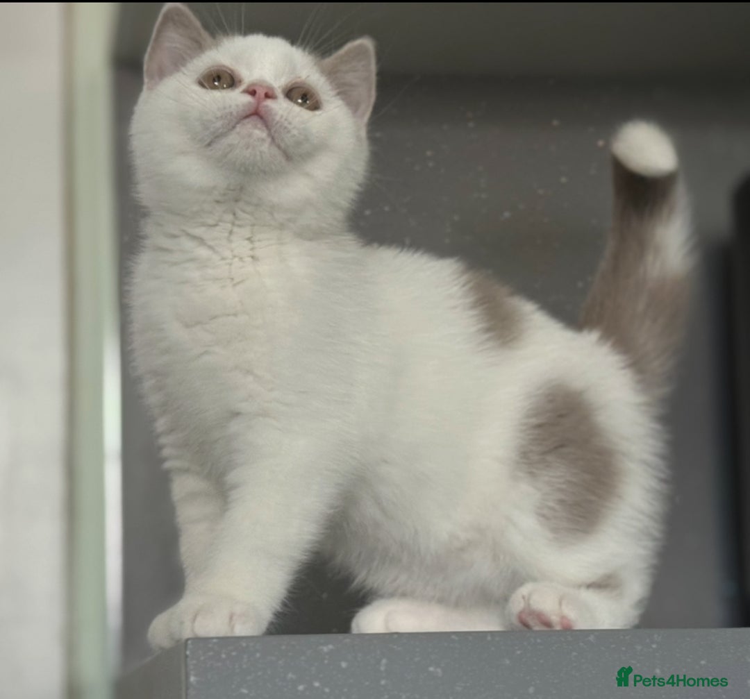 British Shorthair cats for sale: Lilac and white harlequin bsh boy  - Image 3