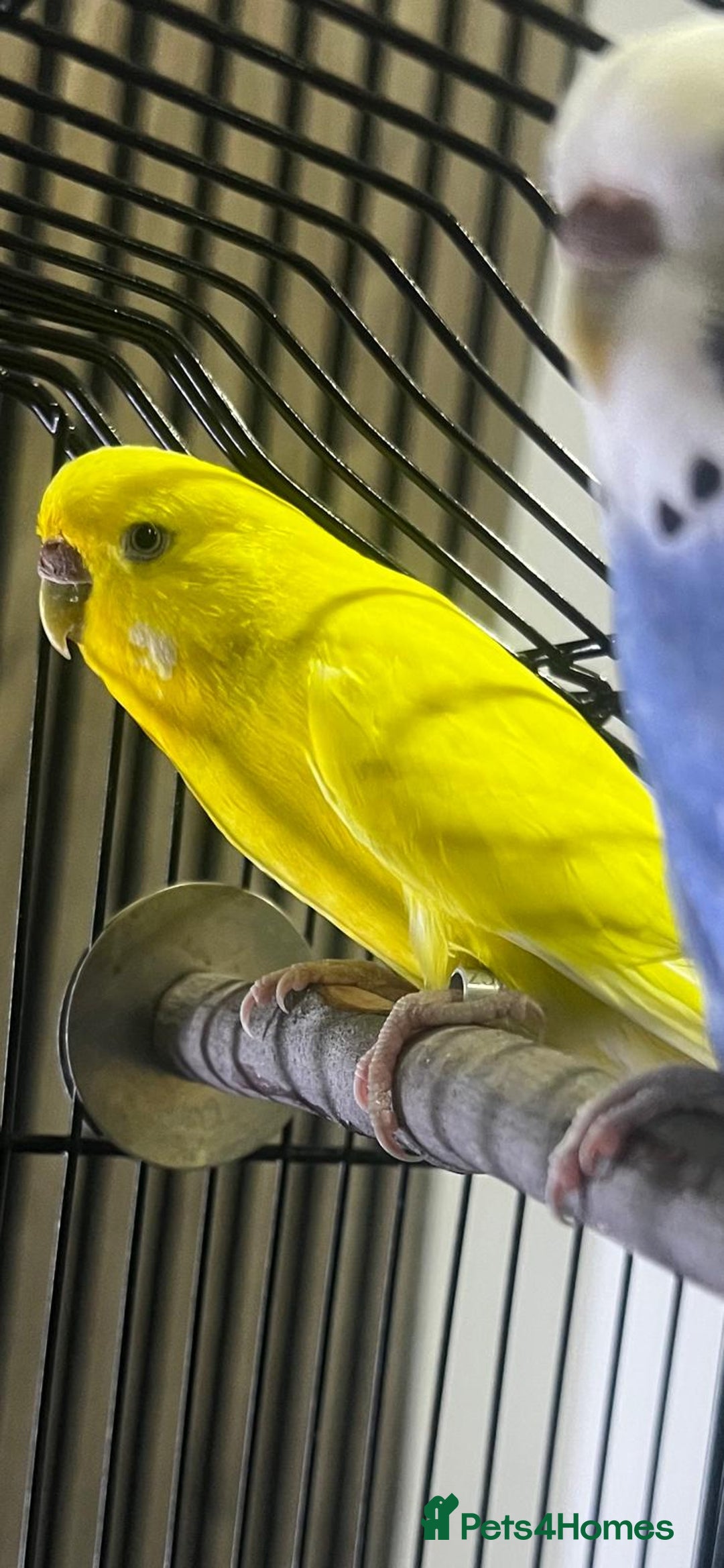 Budgerigars birds for sale: 4 budgies for sale, CHEAP and URGENT ❤ - Advert 6