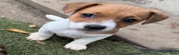 Jack Russell dogs for sale: Bred From Health Tested Parents - Advert 17