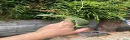 Monitor reptiles for sale: Varanus Reisengeri PAIR (Yellow Tree Monitors) - Advert 7