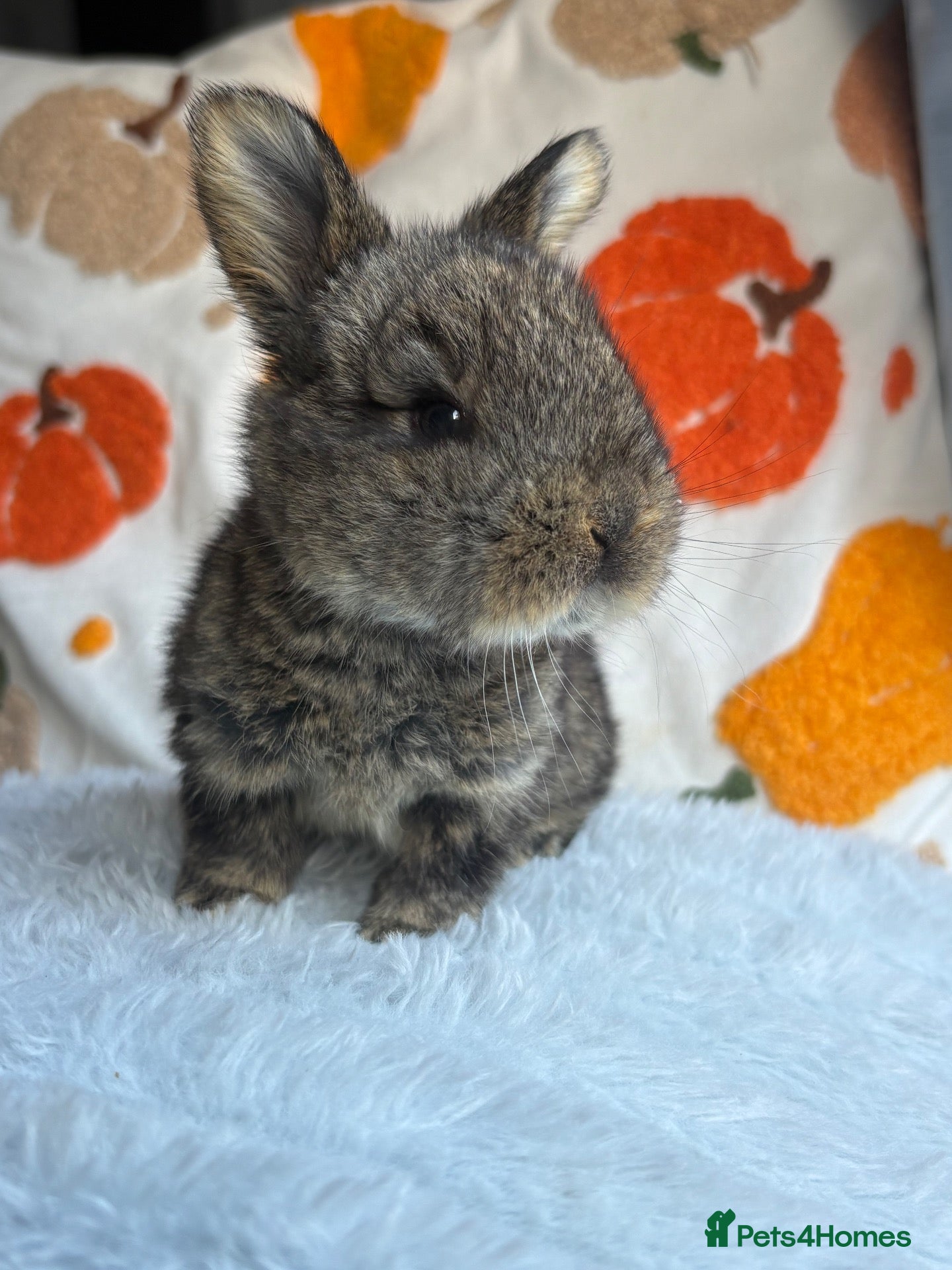 Continental Giant rabbits for sale: Continental giants  - Advert 2