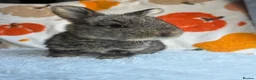 Continental Giant rabbits for sale: Continental giants  - Advert 1
