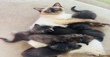Mixed Breed cats in London - Advert 12