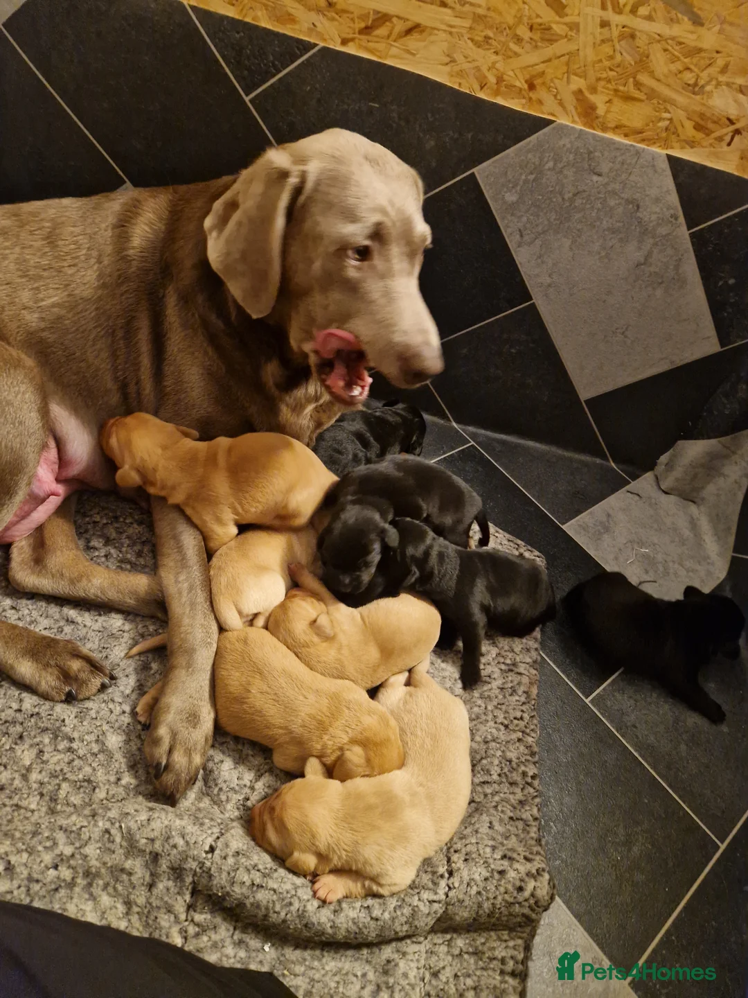 Labrador Retriever dogs for sale: Labrador puppies  - Advert 3