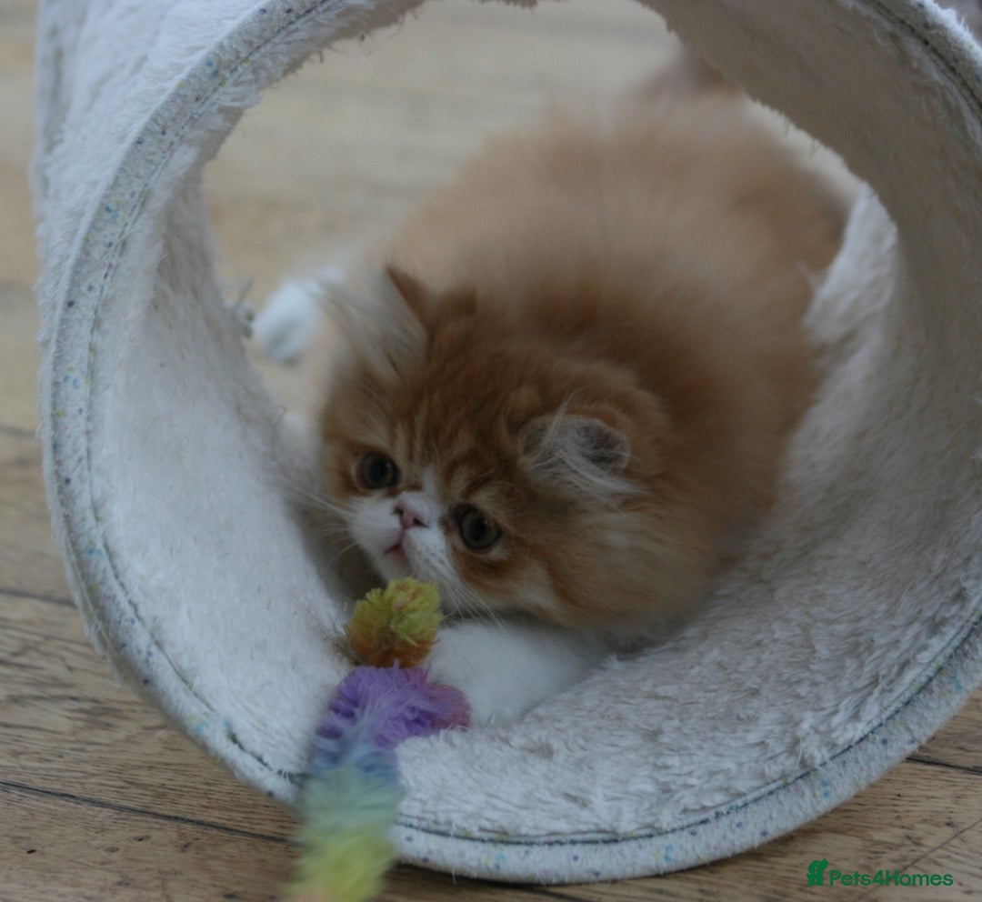 Persian cats for sale: Fluffy Persian Exotic kittens - Image 19
