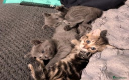 Mixed Breed cats for sale: Kittens  - Image 3