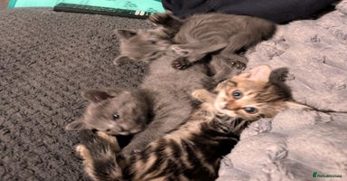 Mixed Breed cats - Advert 3