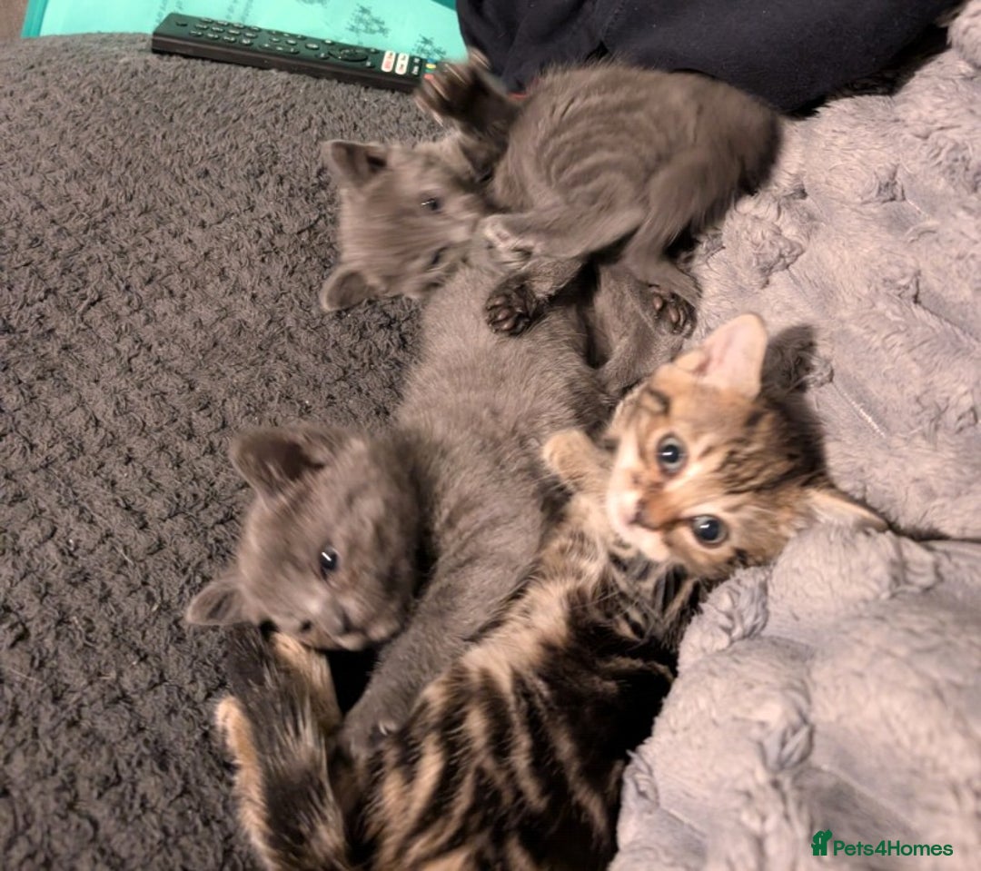 Mixed Breed cats for sale: Kittens  - Image 3