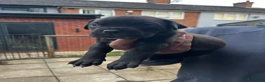Cane Corso 6