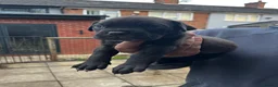 Cane Corso dogs for sale: DeBella Cane Corso Pups - Advert 11