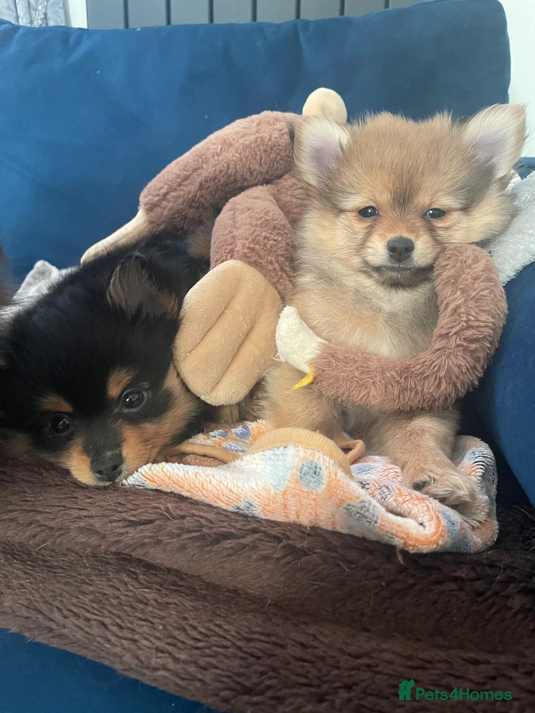 Pomchi dogs for sale: Ready Now☺️3 Pomerinian/Pomchi Puppies❤️ - Advert 22