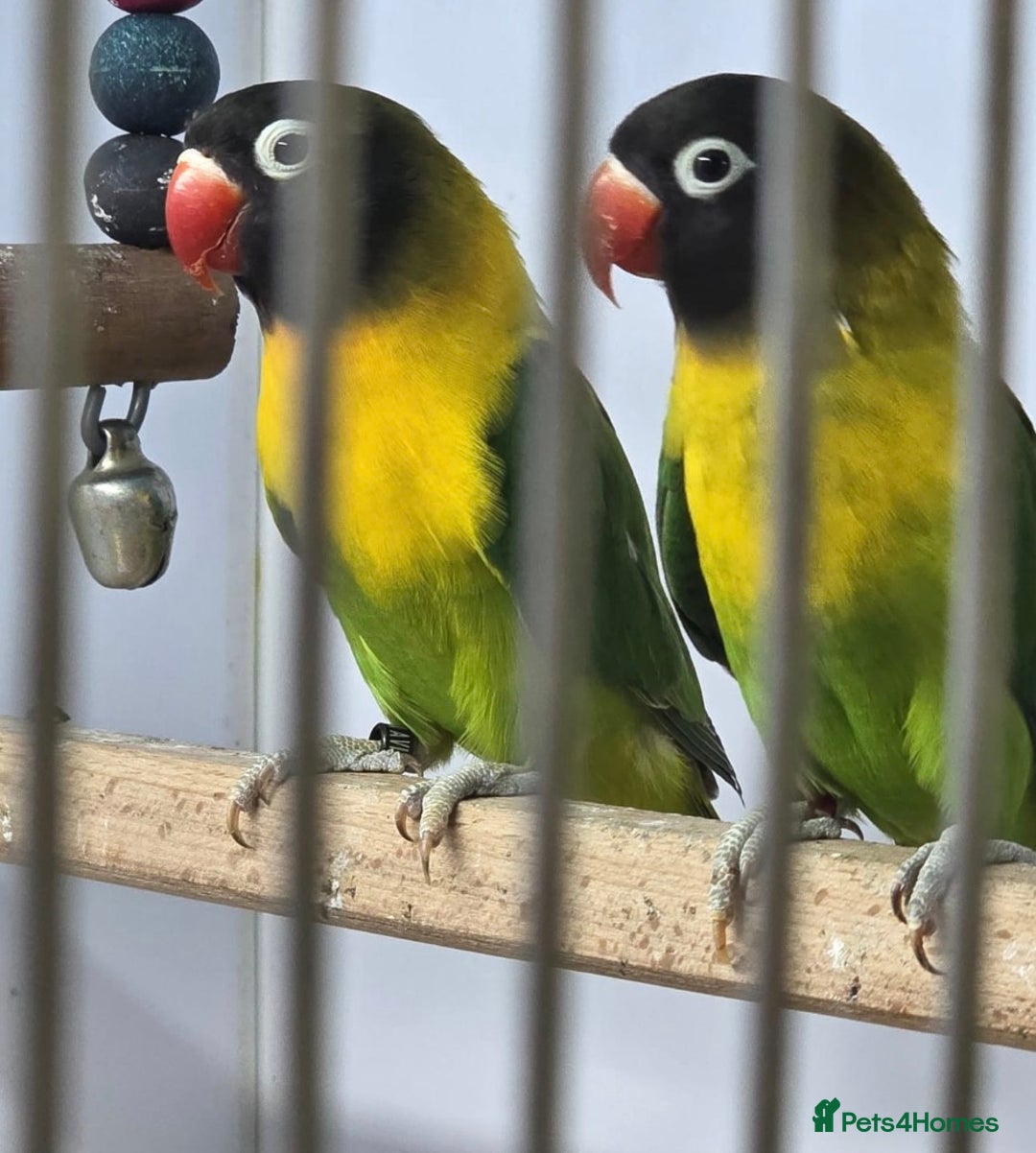 Lovebirds birds for sale: GREEN MASKED LOVEBIRDS - Advert 1