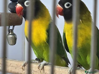 Lovebirds birds GREEN MASKED LOVEBIRDS - Advert 2