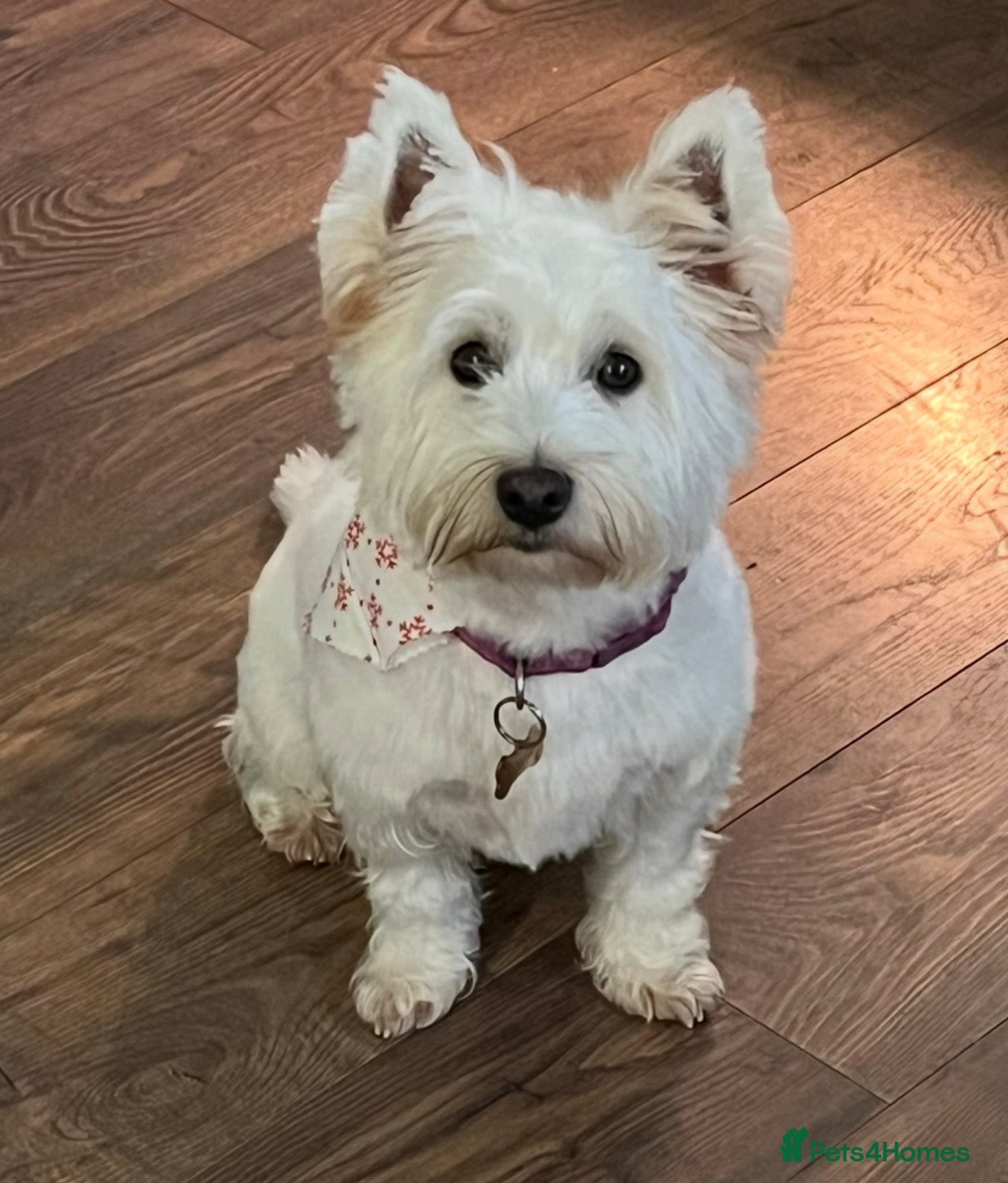 West Highland Terrier dogs West highland puppies for sale - Advert 1