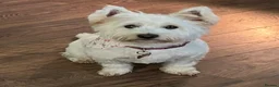 West Highland Terrier dogs for sale: West highland puppies for sale - Advert 1