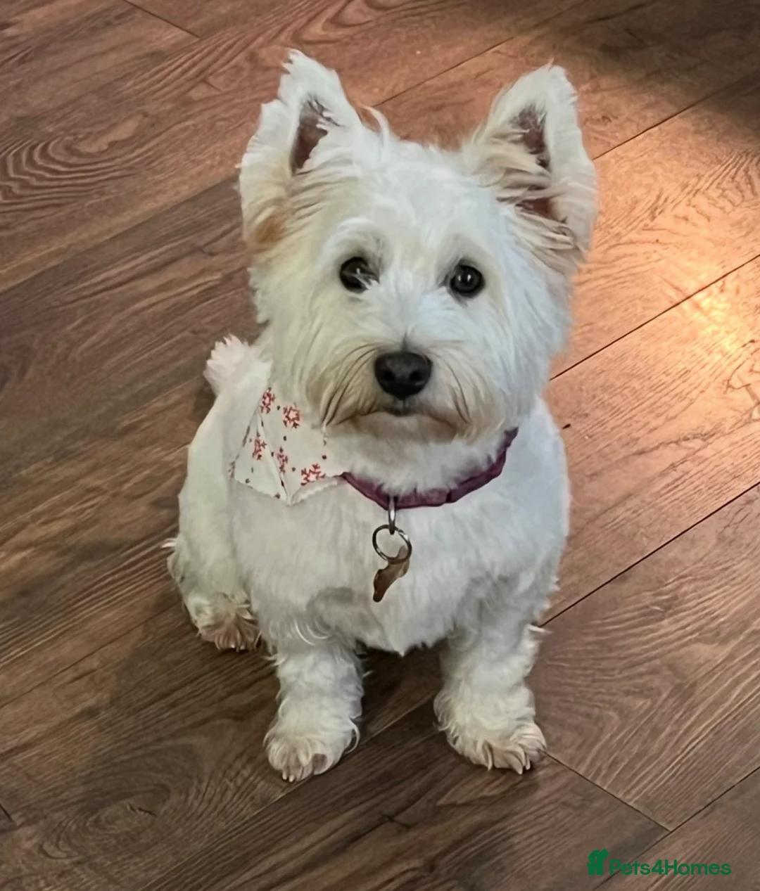West Highland Terrier dogs for sale: West highland puppies for sale - Advert 1