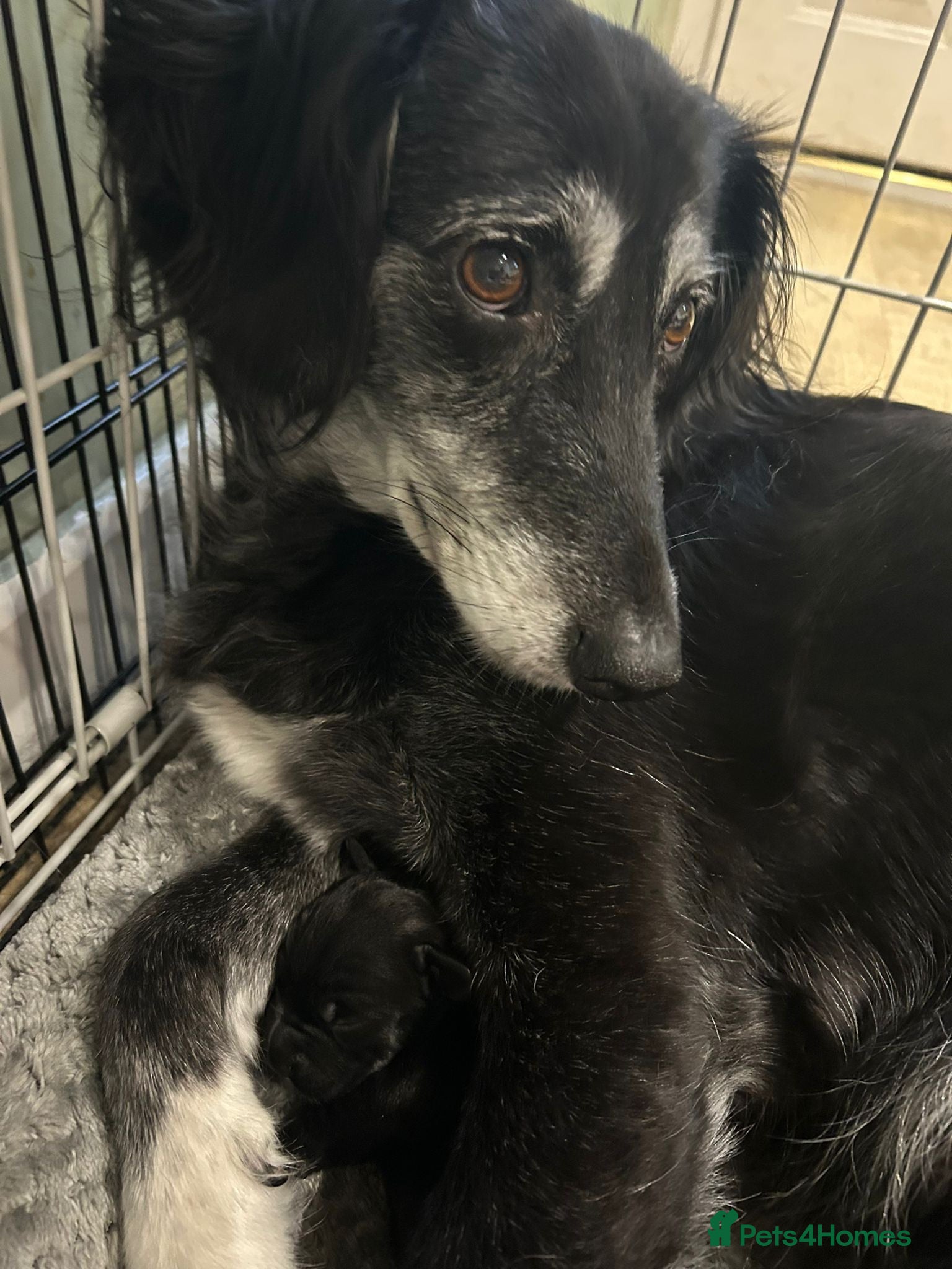 Mixed Breed dogs 1 male and 1 female puppies for sale  - Advert 1