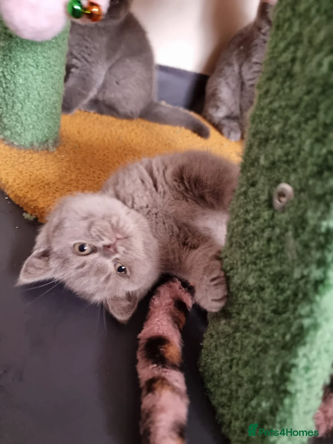 British Shorthair cats for sale: Lilac Blue Female British Shorthair GCCF Pedigree - Advert 4