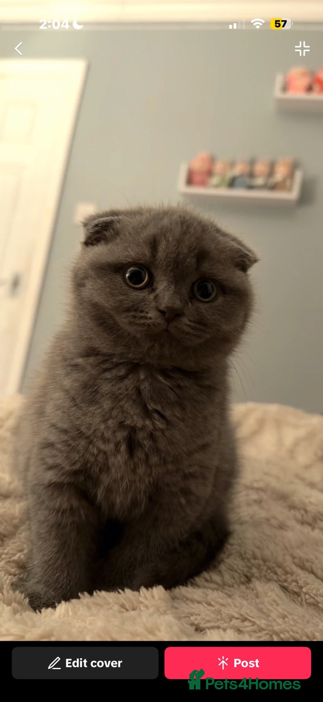 Scottish Fold cats for sale: Scottish fold (female)  - Advert 5