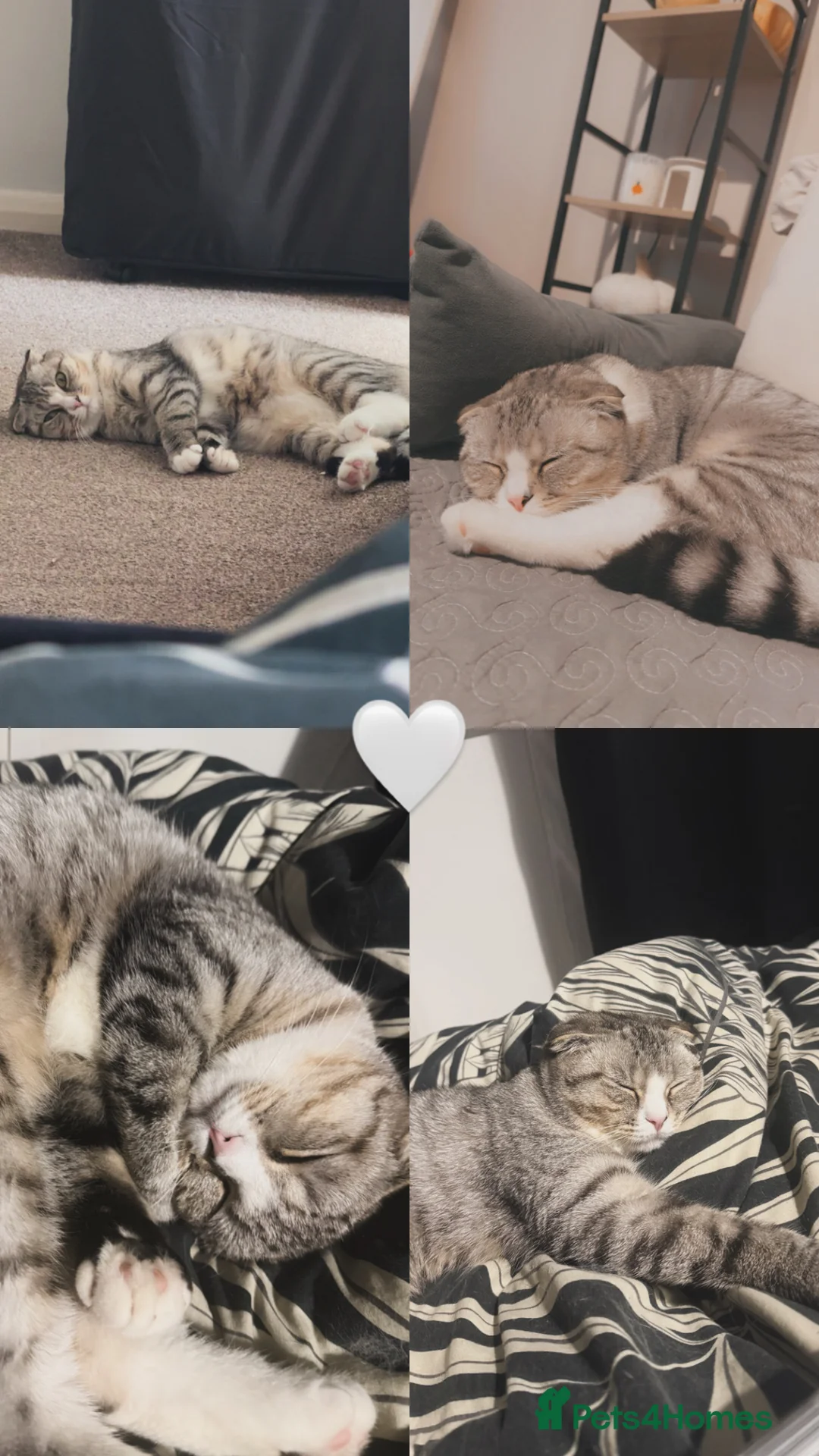 Scottish Fold cats for sale: Scottish fold for sale - Advert 1