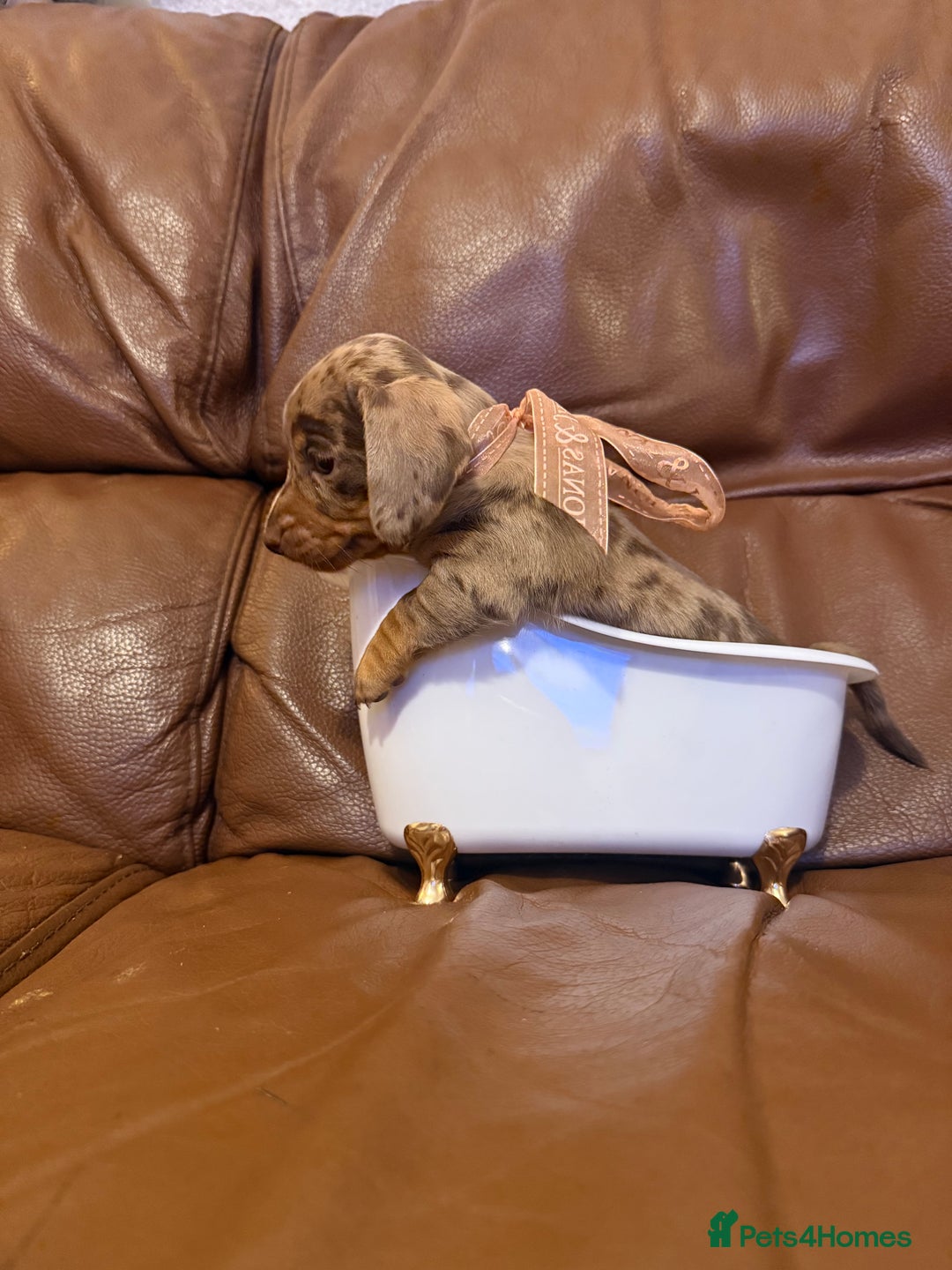 Dachshund dogs for sale: Miniature dachshund puppies 1 girl left - Advert 6