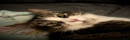 Ragdoll cats for sale: ✨ Exquisite Ragdoll-Bengal Baby Kittens ✨ - Advert 23