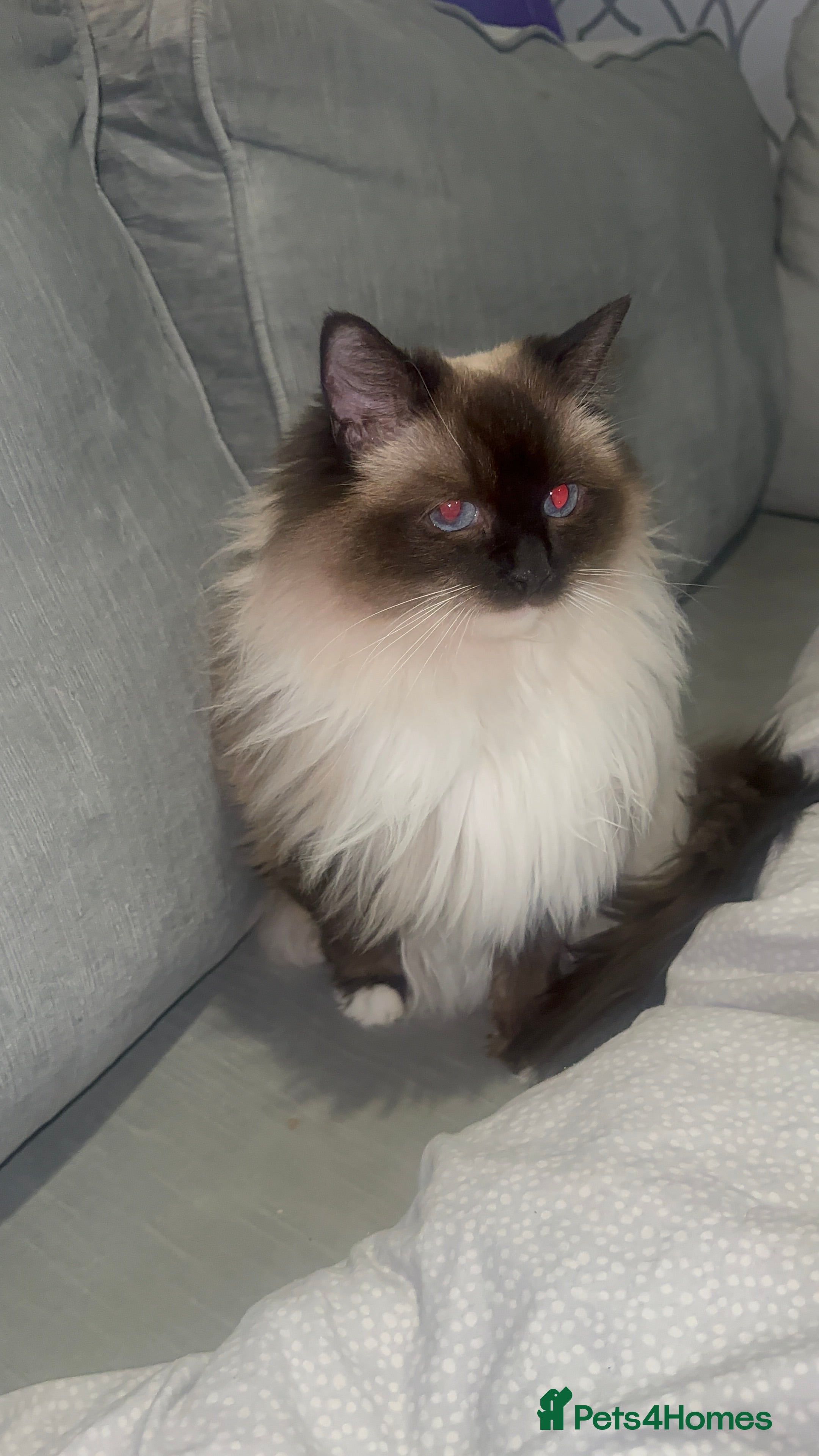 Ragdoll cats 2 ragdoll cats  - Advert 5